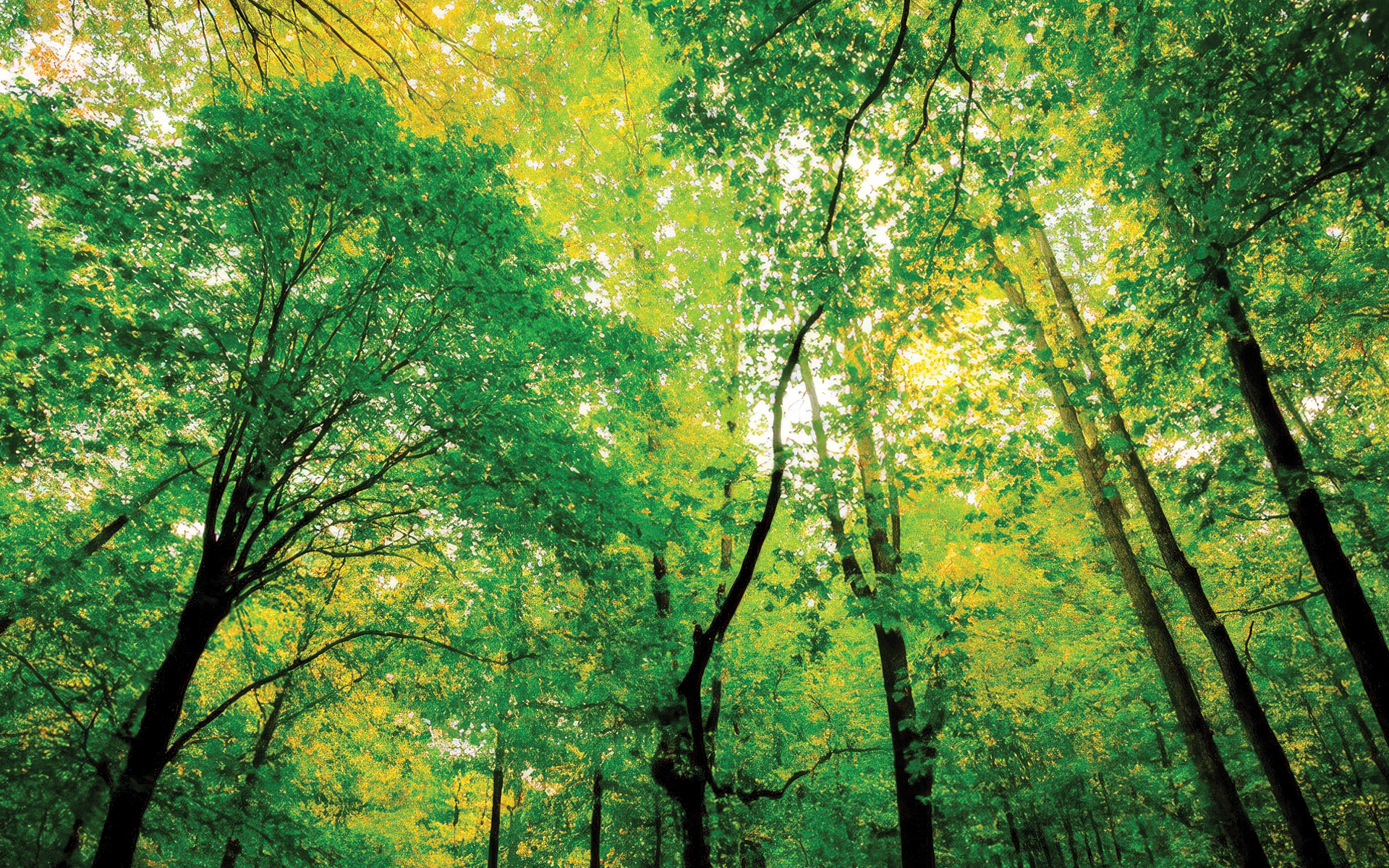 Plants Harvesting Light and the Color Green